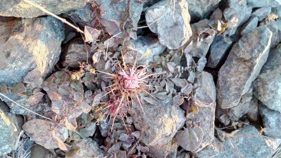 Centaurea urvillei habit