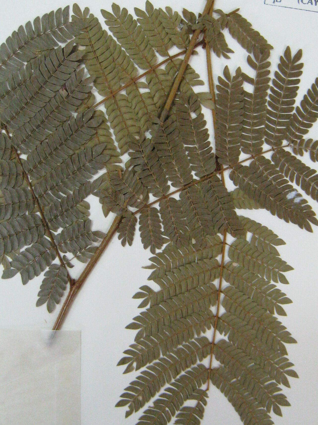 Jupunba barbouriana leaf