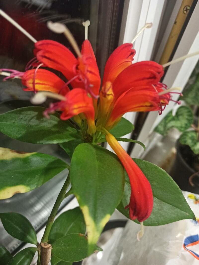 Aeschynanthus everettianus flower