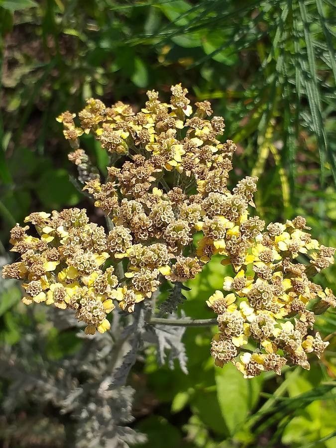 Achillea clypeolata flower
