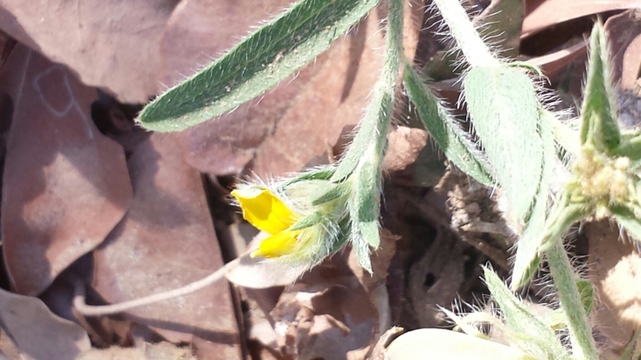 Crotalaria hirta flower