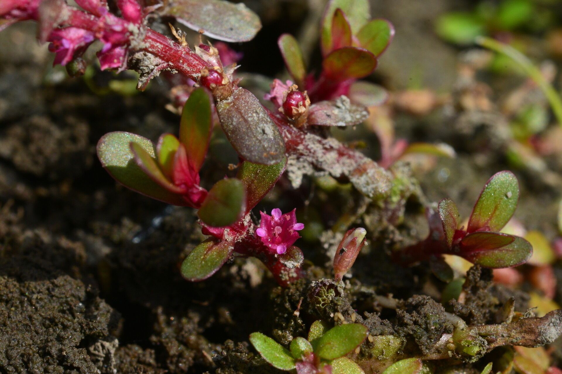 Rotala indica — search result for 'Rotala'