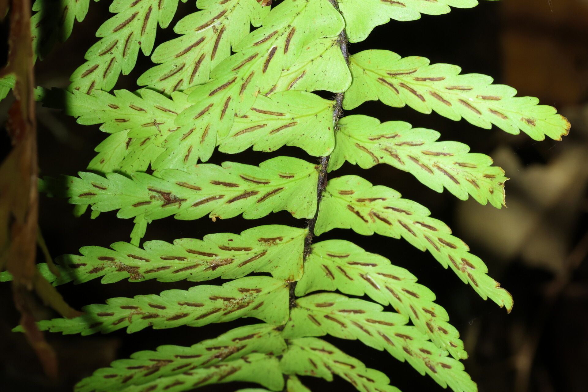 Asplenium pellucidum leaf