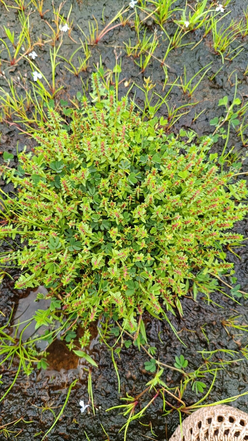 Rotala densiflora habit