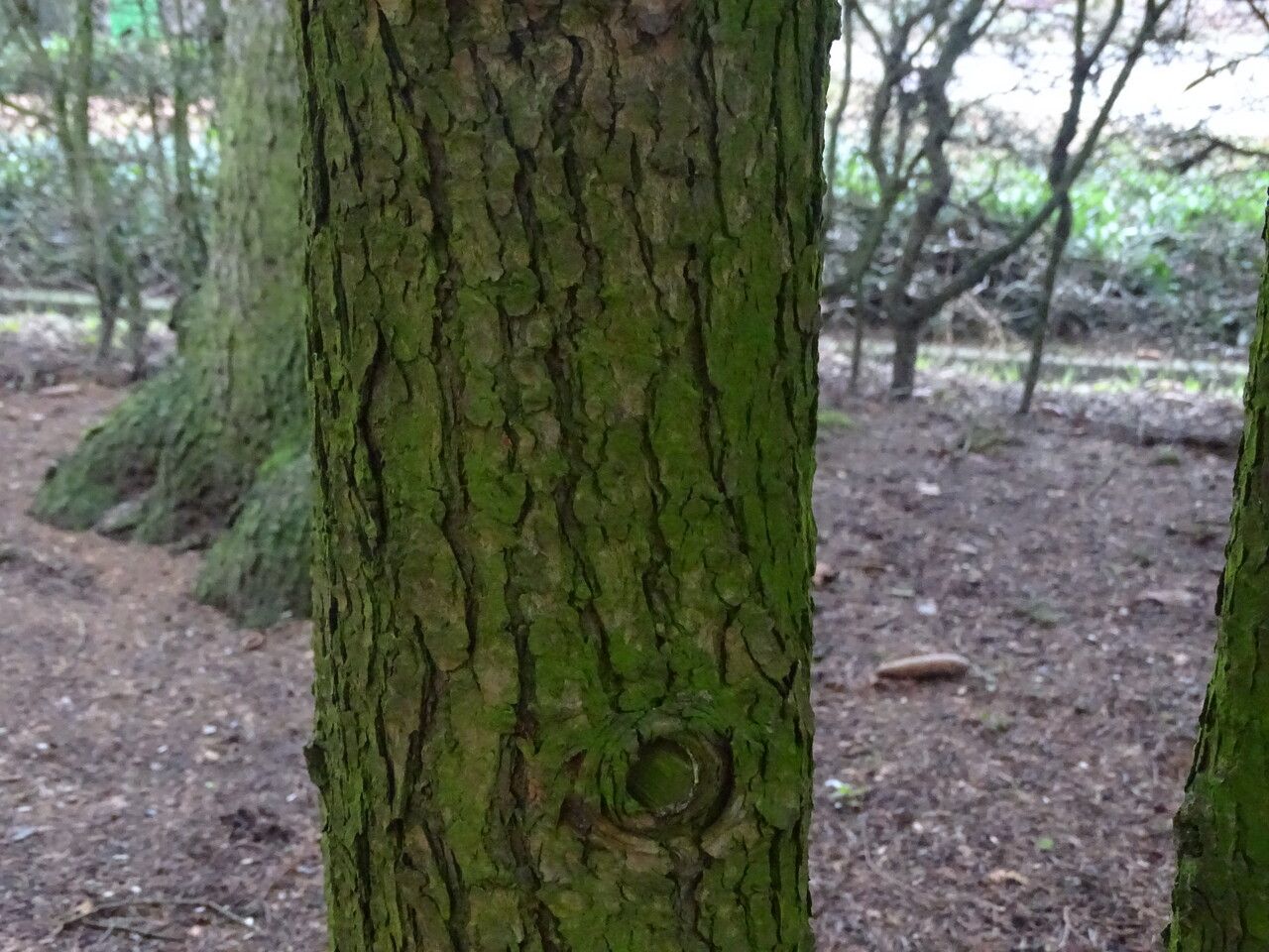 Tsuga mertensiana bark