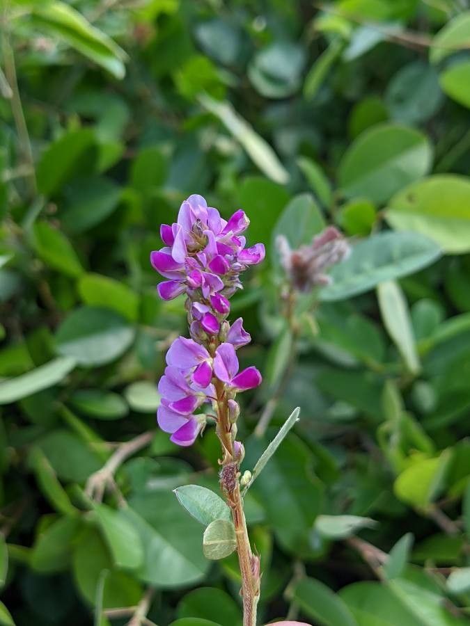 Desmodium heterocarpon flower