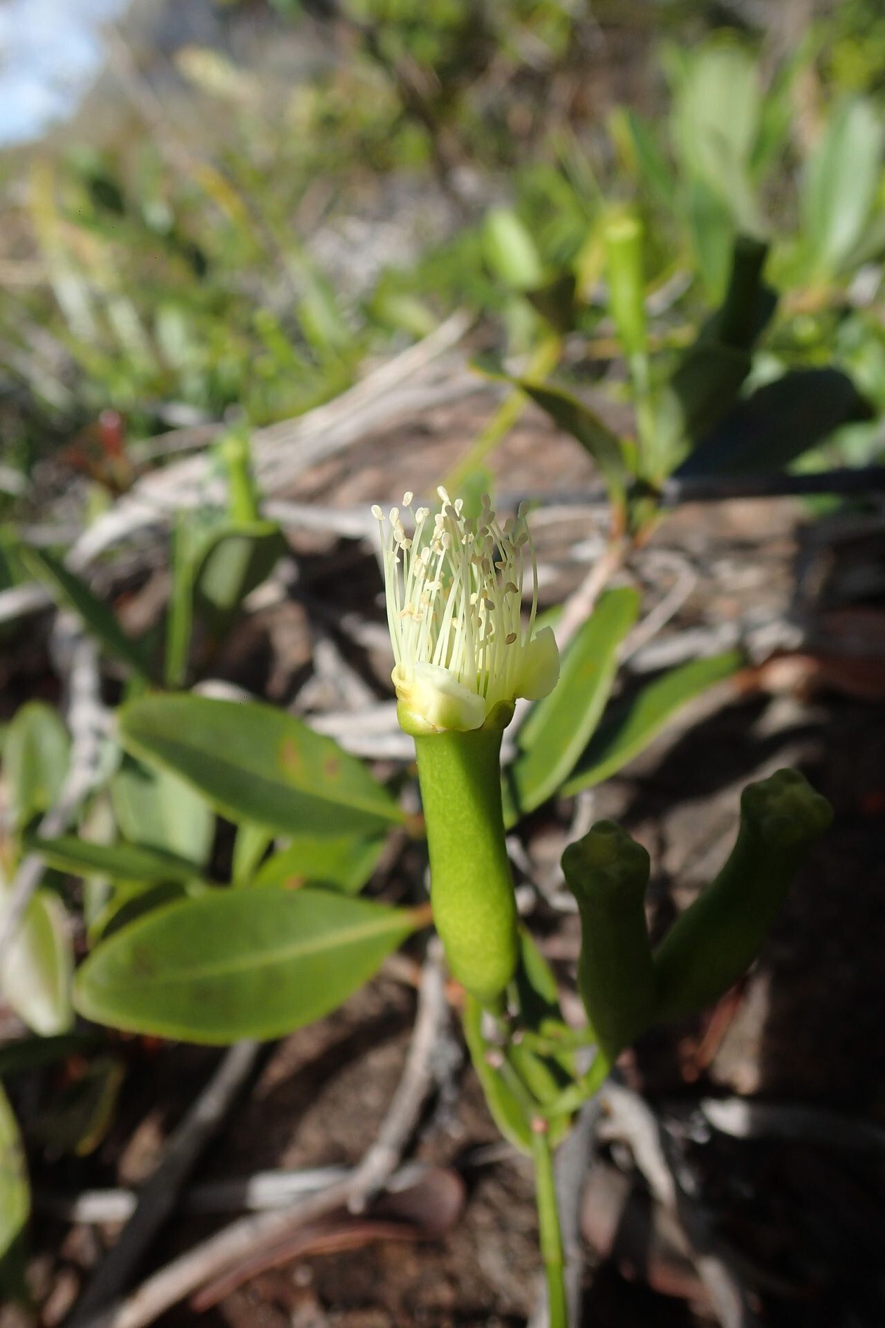 Syzygium virotii flower