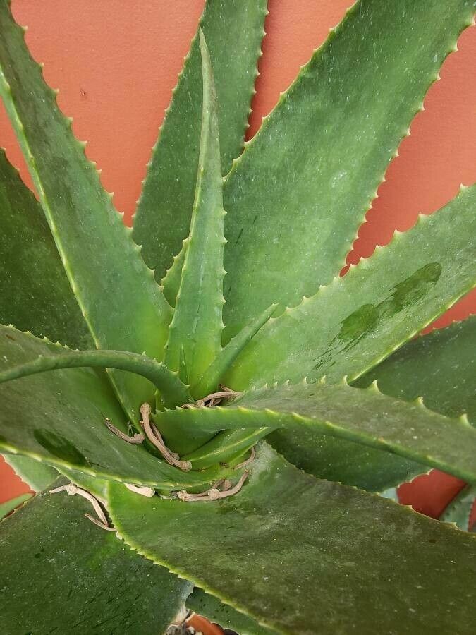 Aloe rubroviolacea leaf