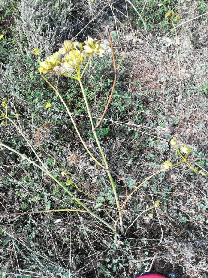 Thapsia asclepium habit
