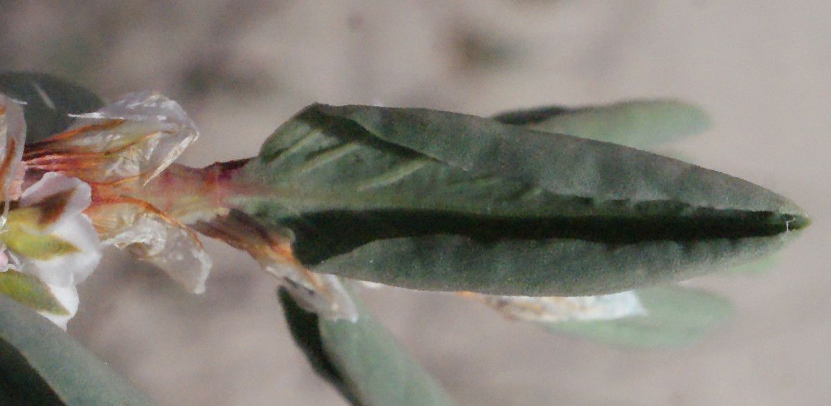 Polygonum raii — search result for 'Finland'