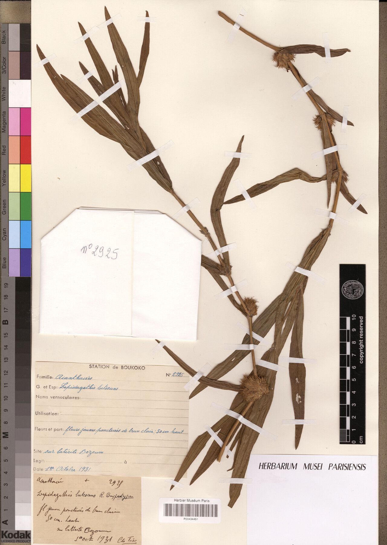 Lepidagathis lutescens — houseplant care guide