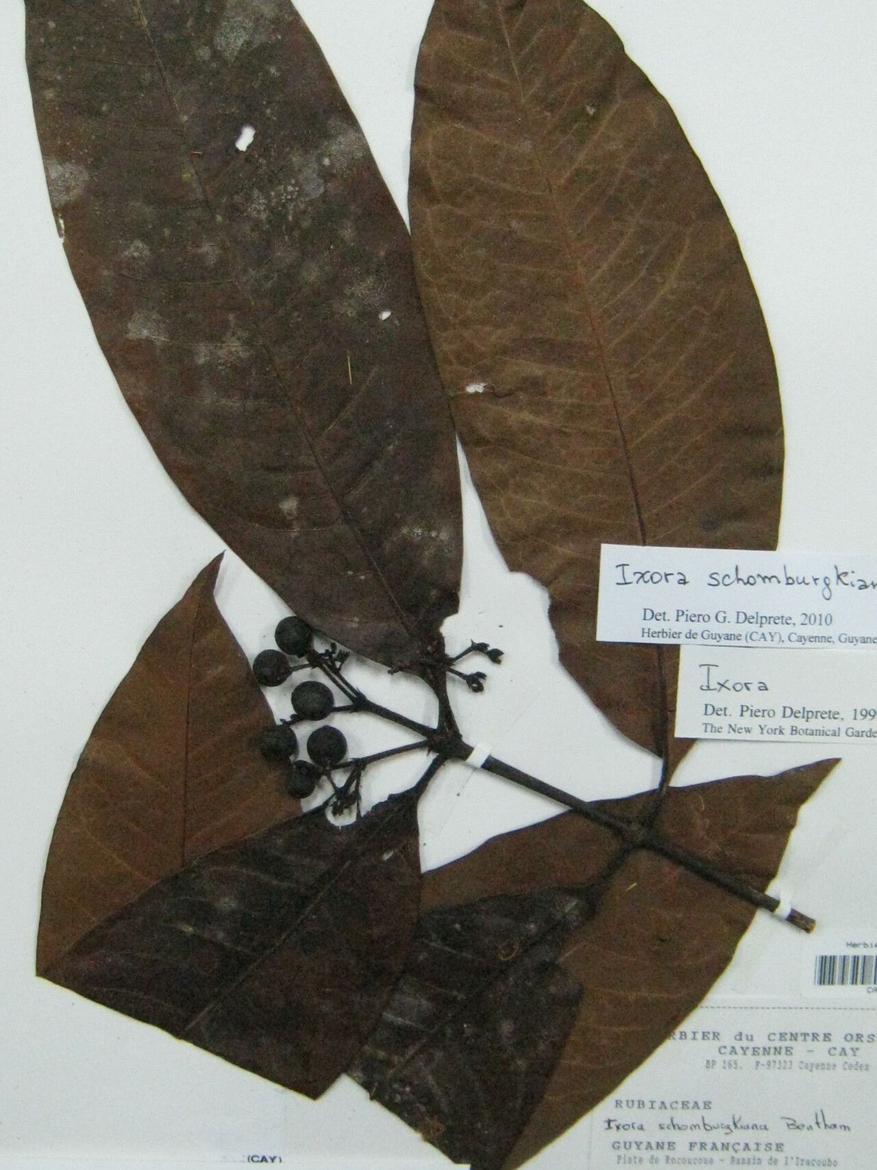 Ixora schomburgkiana other