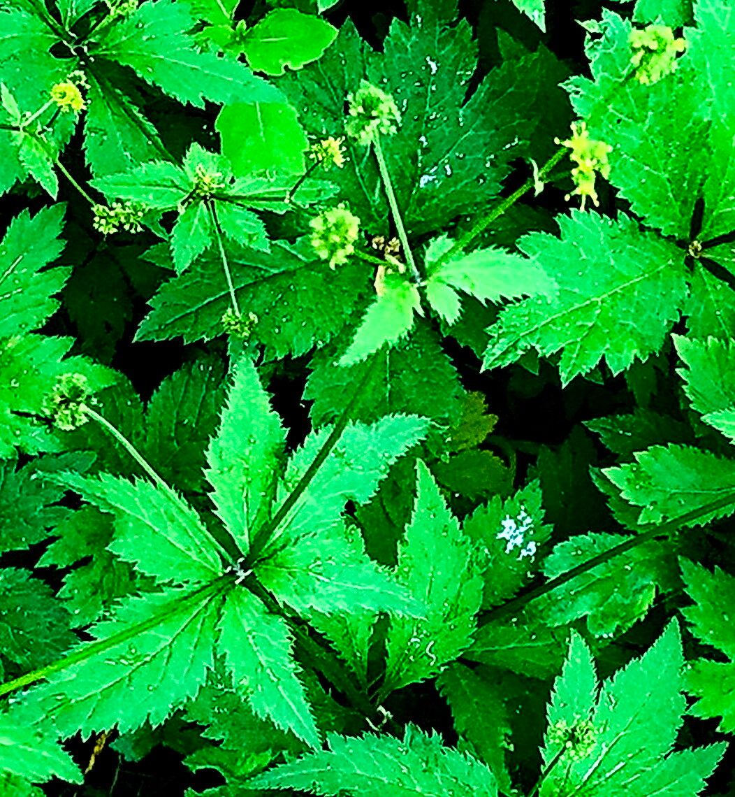 Sanicula odorata — search result for 'Sanicula'