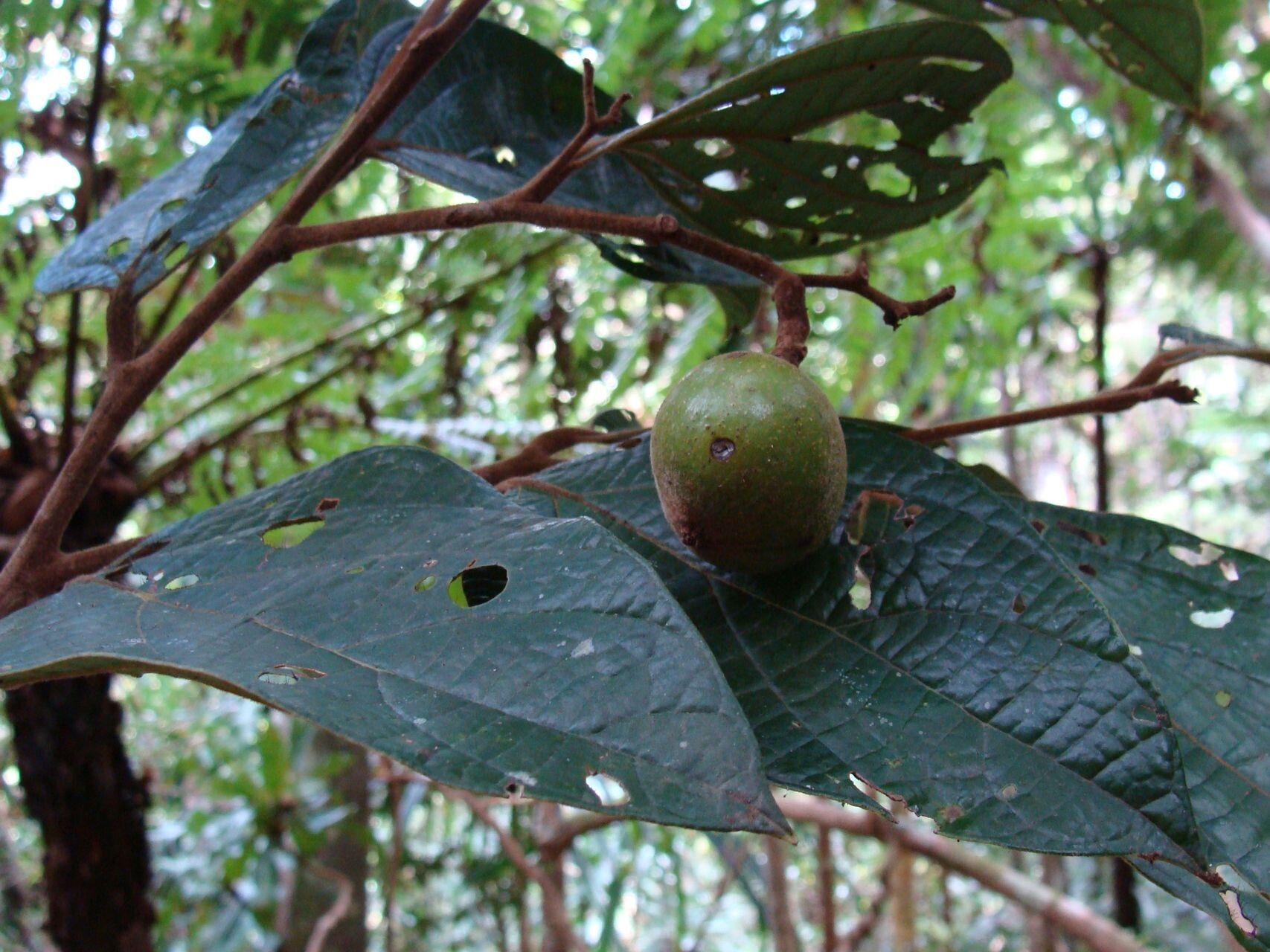 Cryptocarya velutinosa fruit