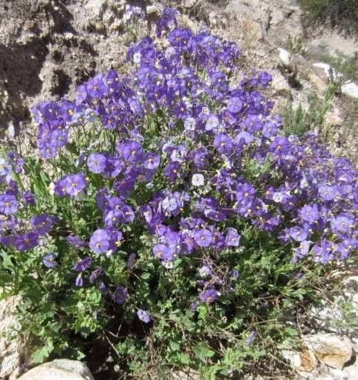 Solanum paposanum habit