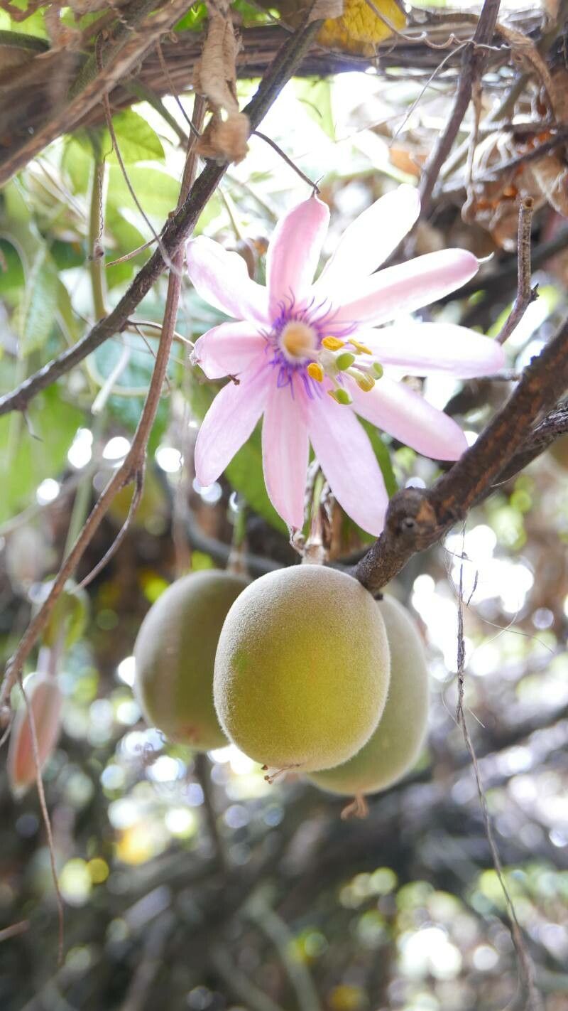 Passiflora tripartita fruit