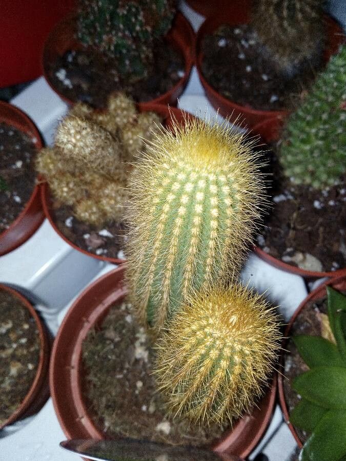 Parodia leninghausii leaf