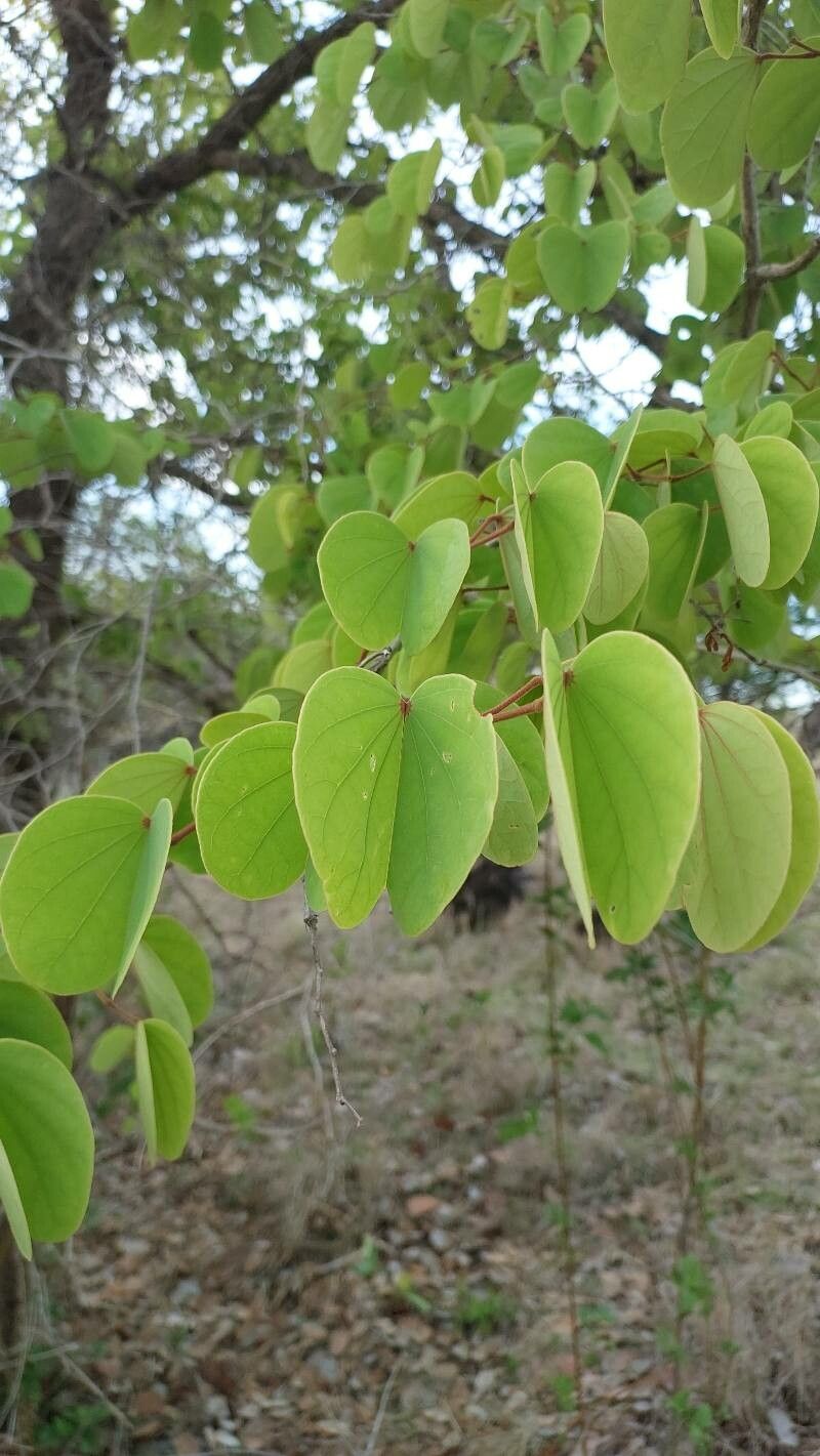 Piliostigma malabaricum — search result for 'Bauhinia'