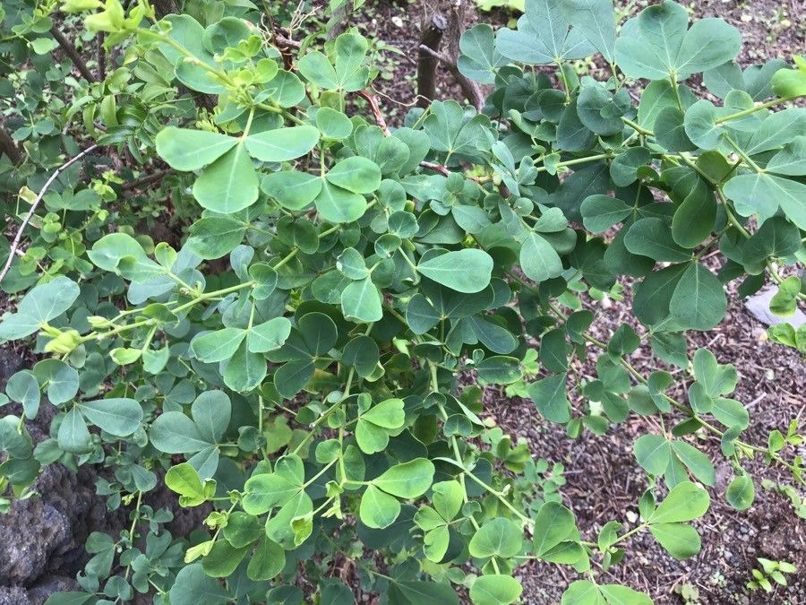 Lotus broussonetii — search result for 'Lotus'