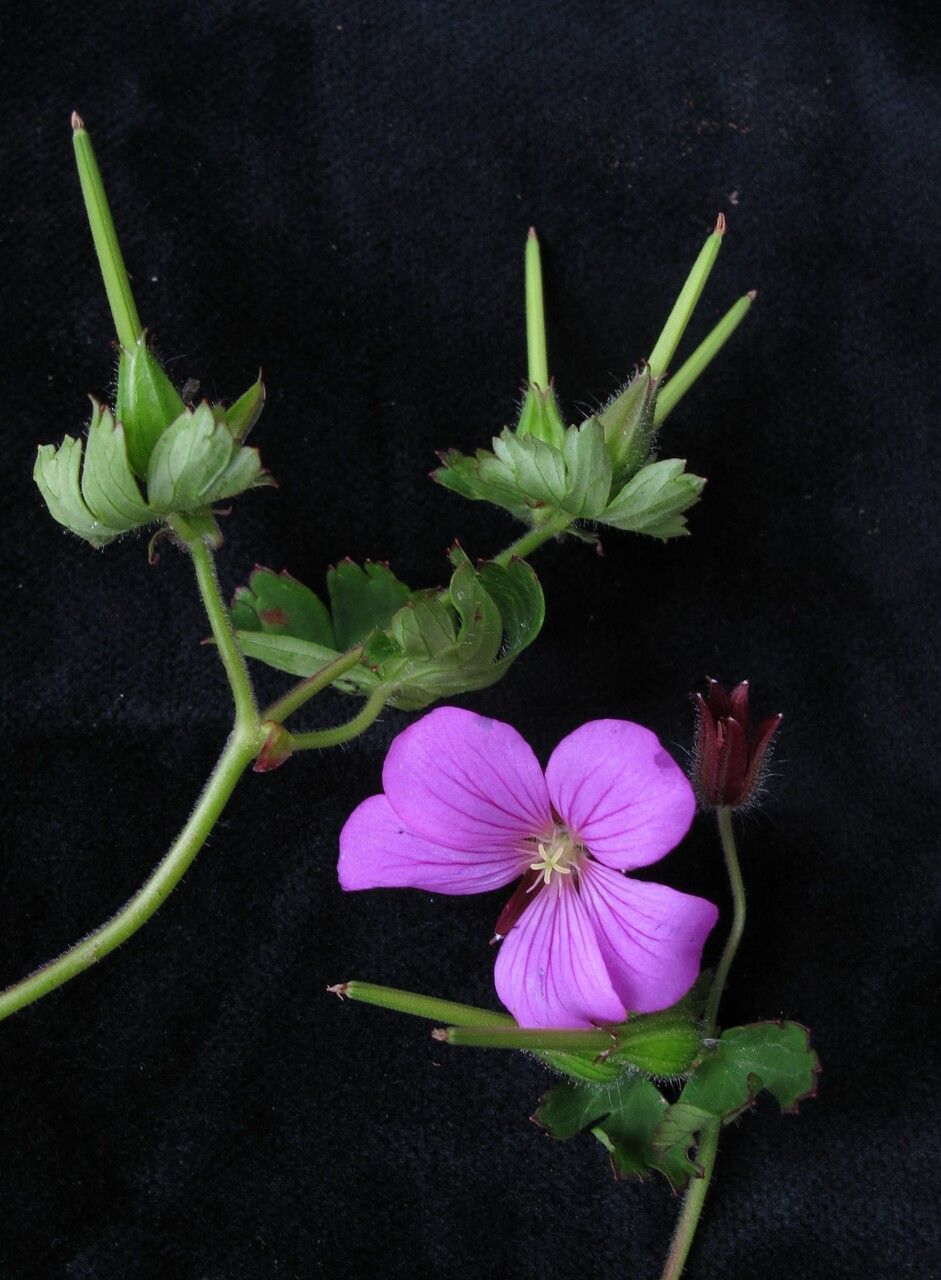 Geranium polyanthes habit