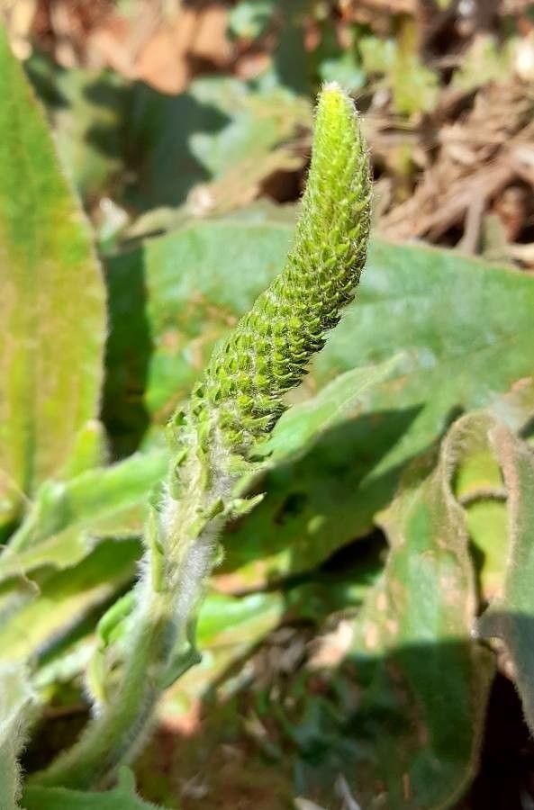 Plantago australis flower