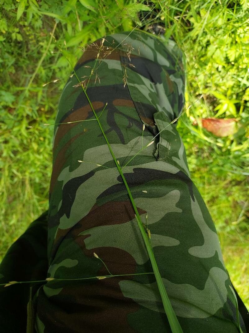 Glyceria fluitans fruit