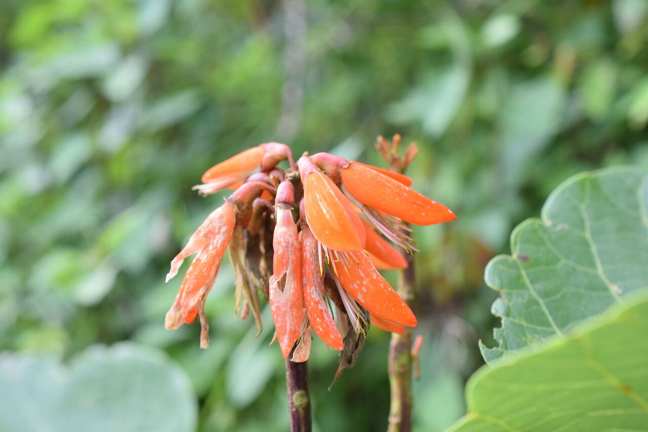 Erythrina arborescens habit