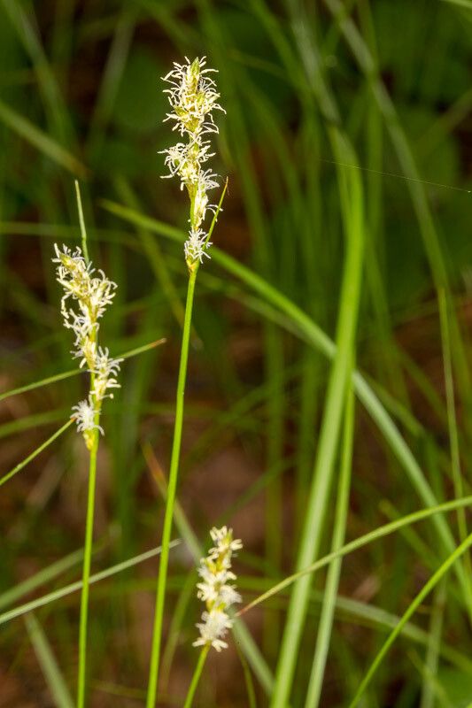 Carex brizoides flower