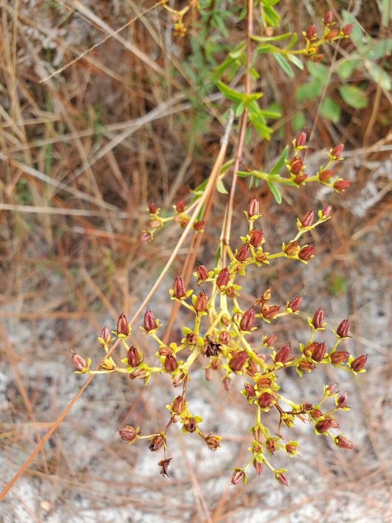 Hypericum cistifolium flower