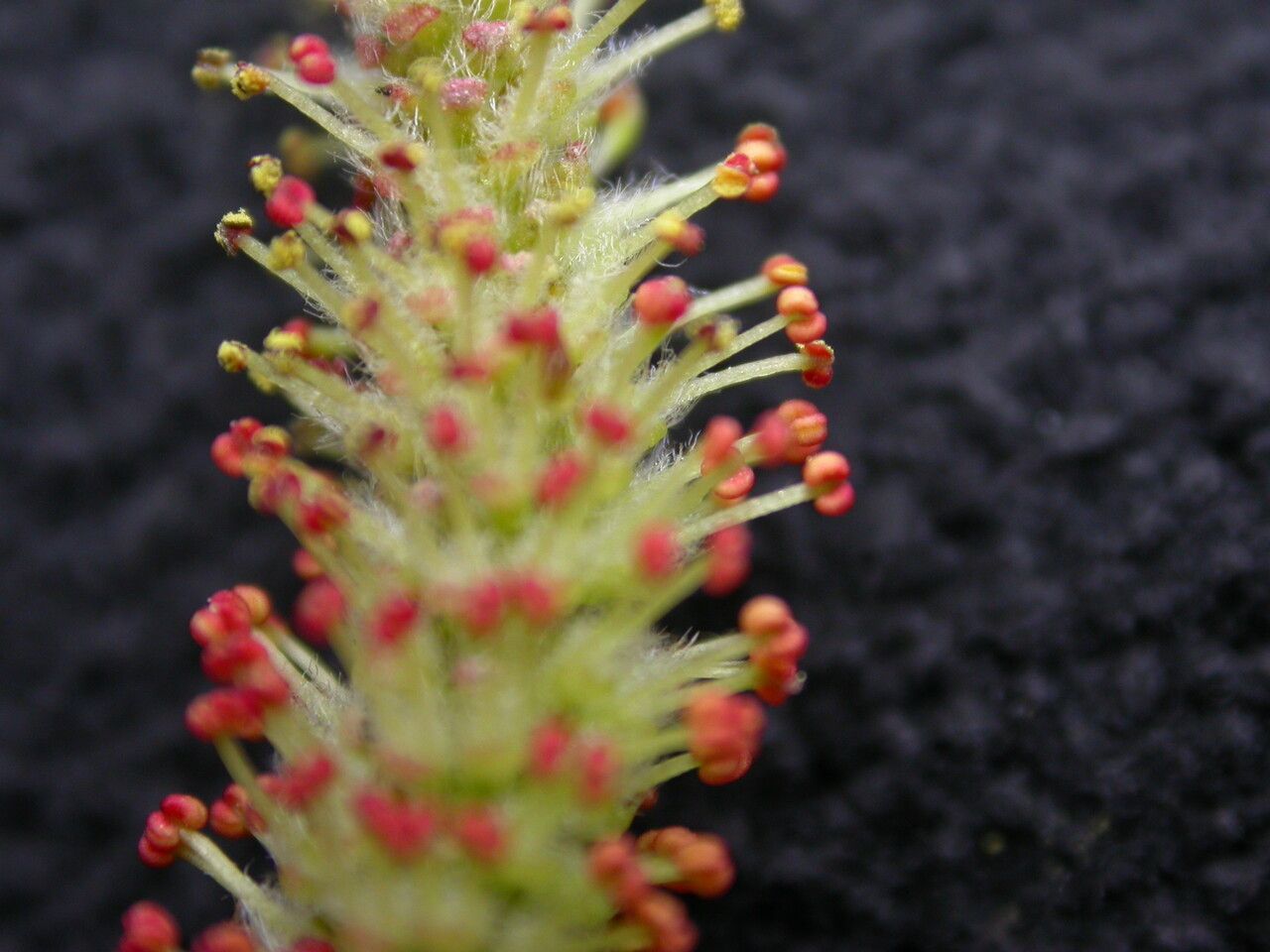 Salix obscura flower