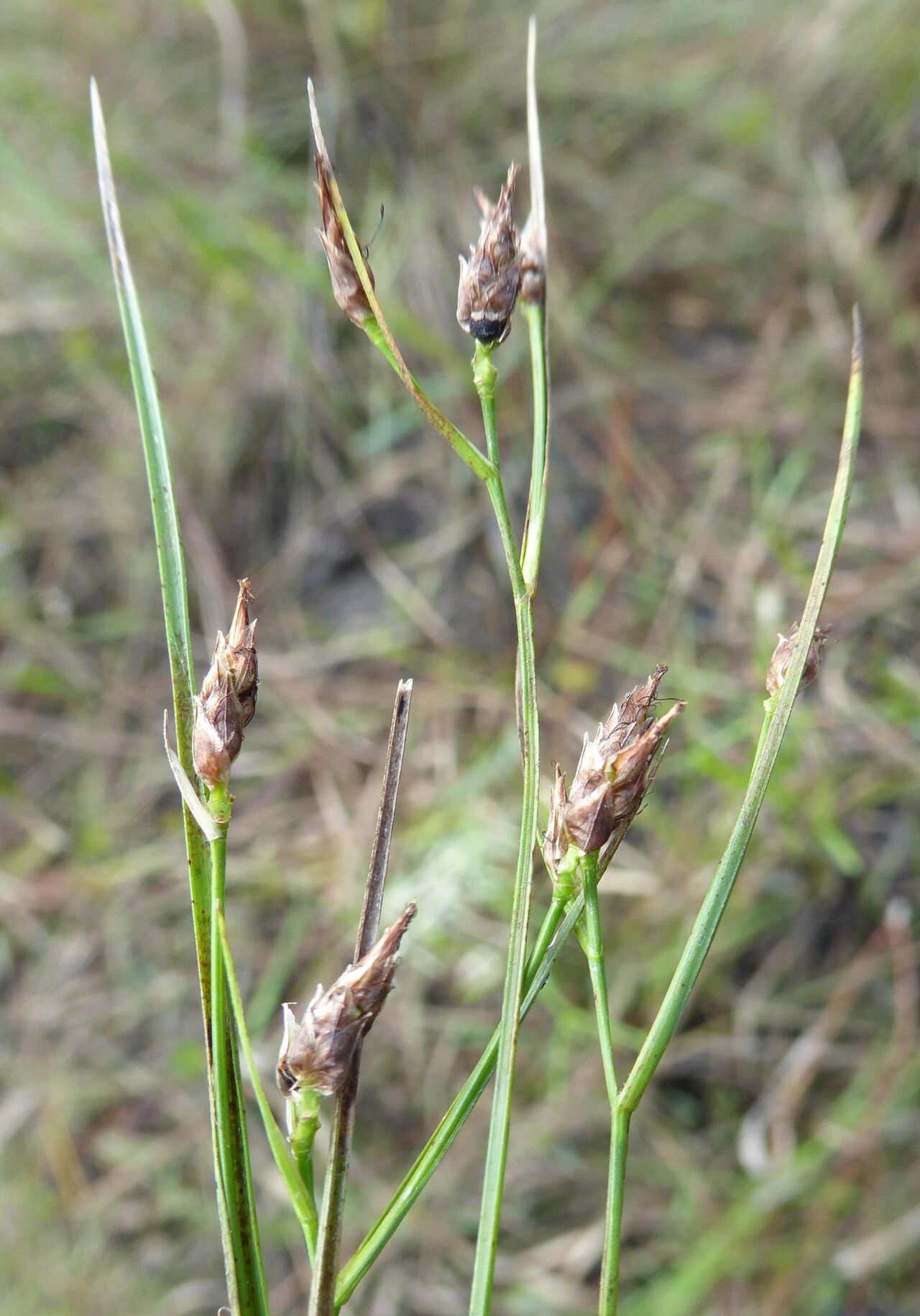 Rhynchospora eximia fruit