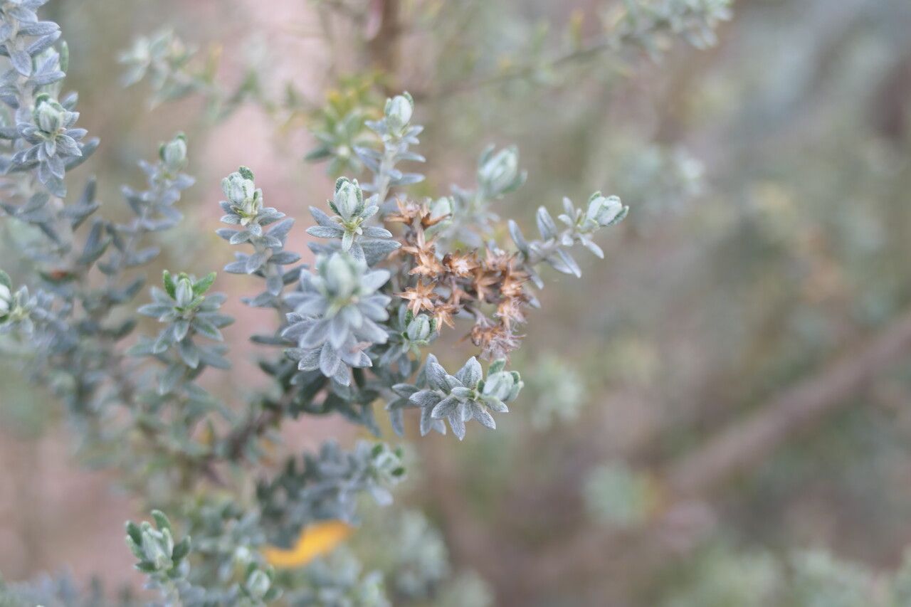 Ozothamnus rosmarinifolius flower