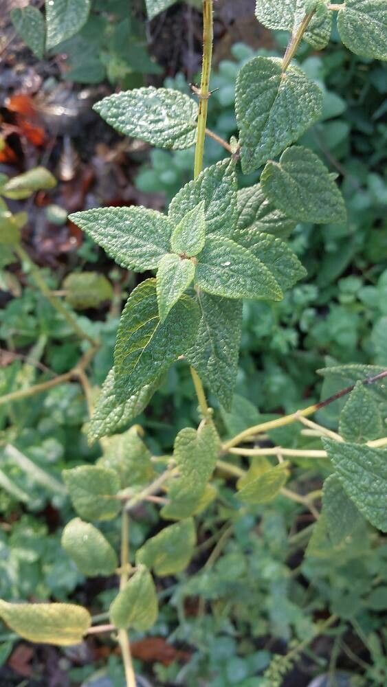 Salvia circinnata leaf