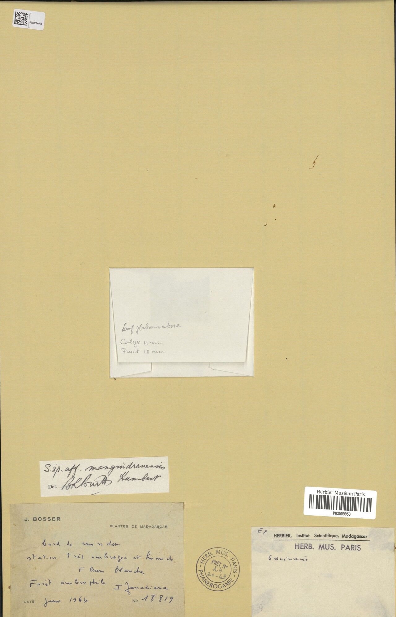 Streptocarpus mangindranensis — search result for 'Streptocarpus'