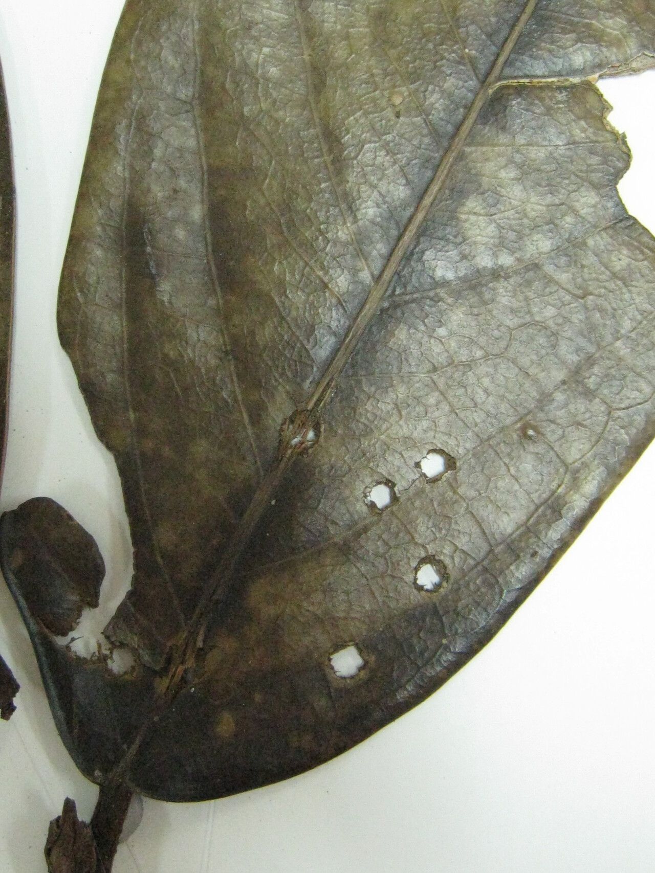 Licaria rufotomentosa other