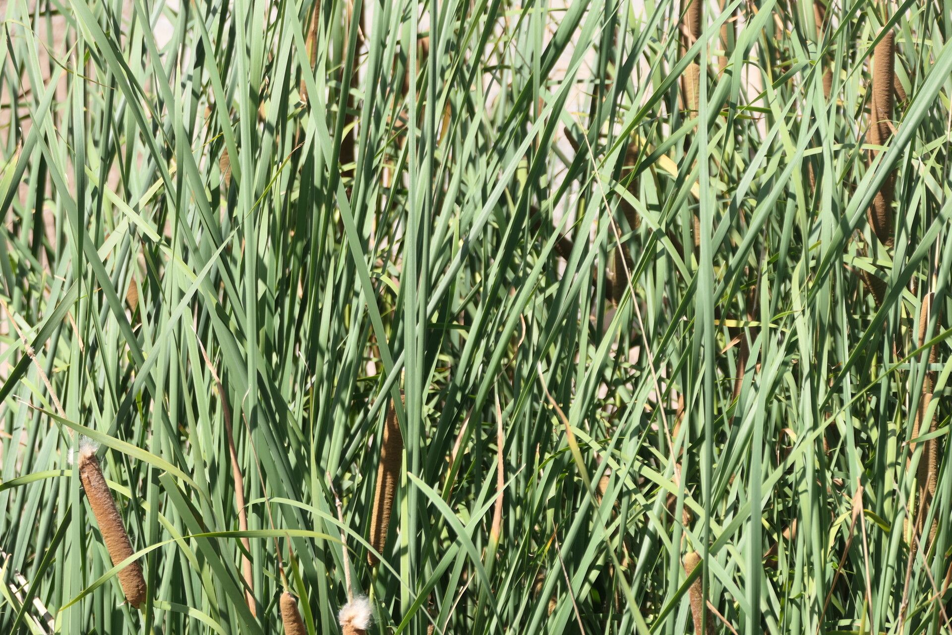 Typha capensis habit