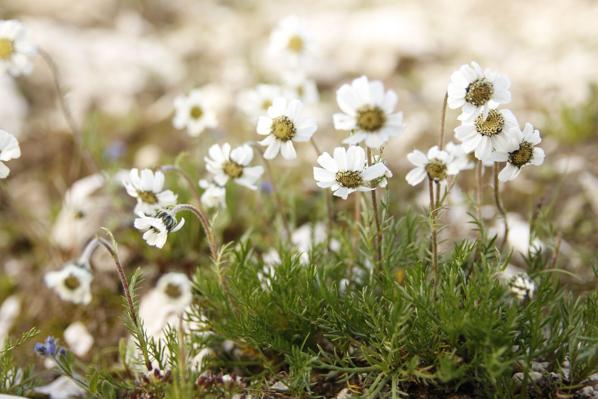 Achillea oxyloba flower