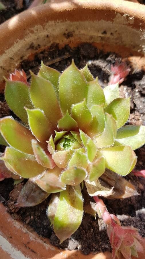 Sempervivum dolomiticum habit