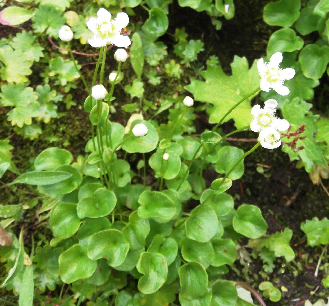 Parnassia fimbriata habit