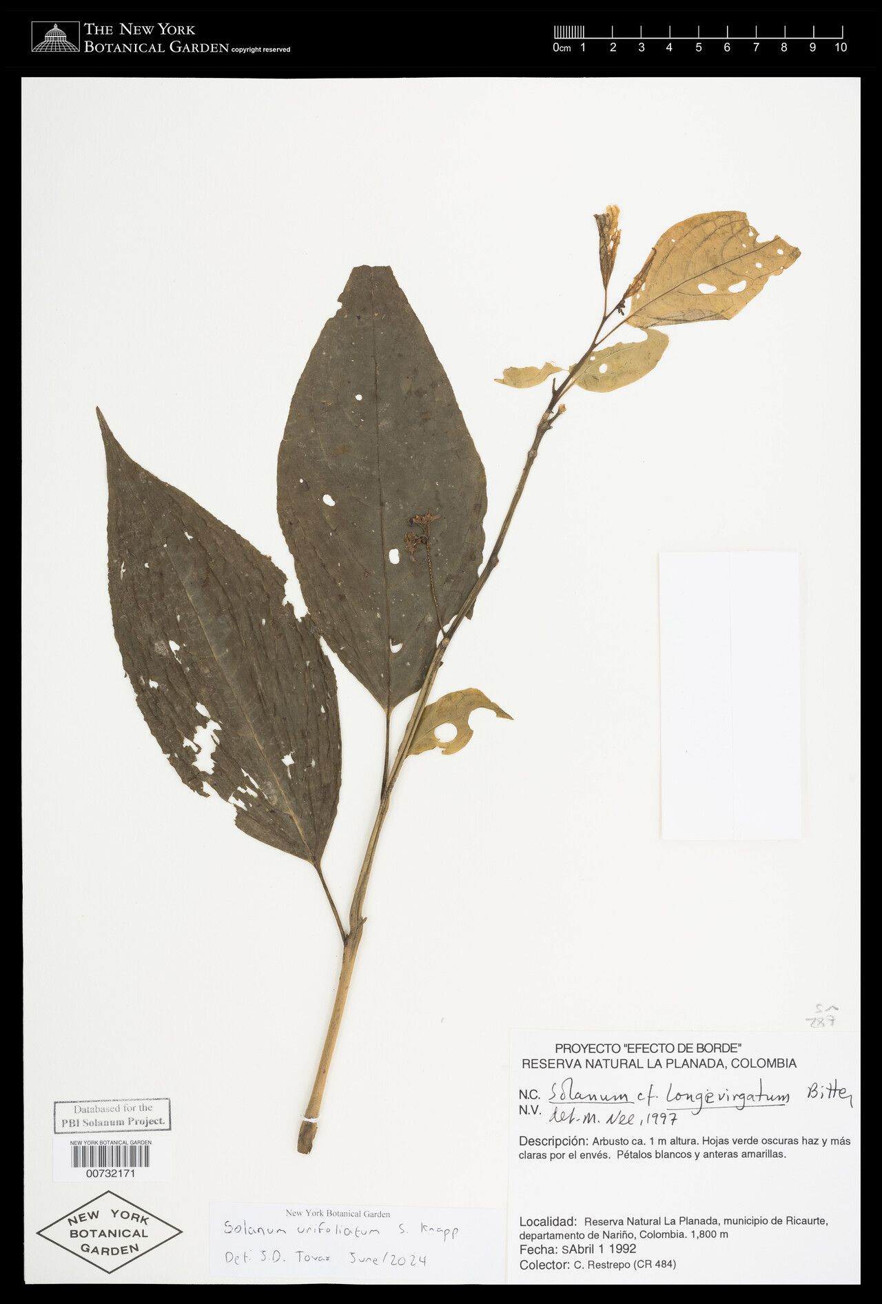 Solanum unifoliatum — houseplant care guide