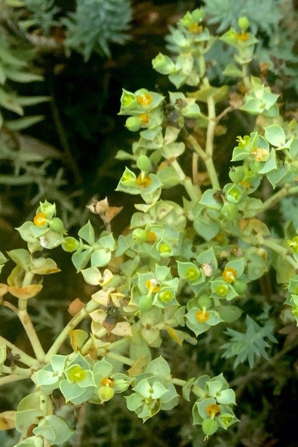 Euphorbia paralias fruit