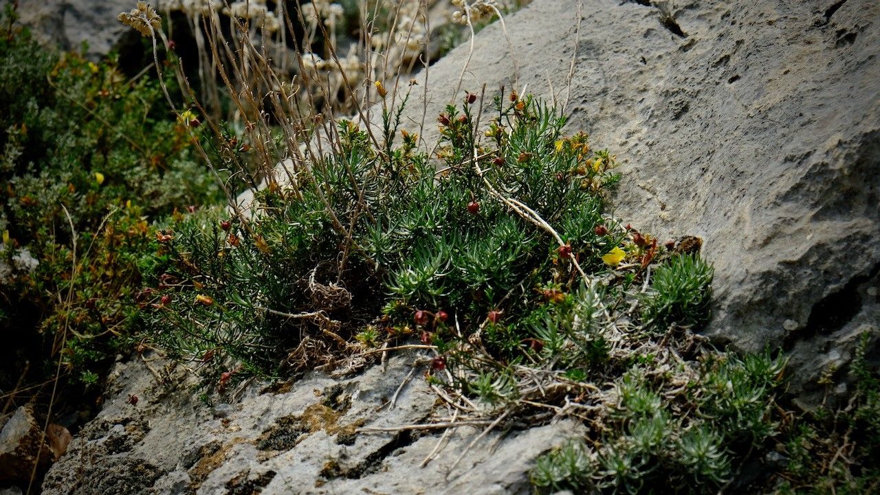 Fumana procumbens — houseplant care guide