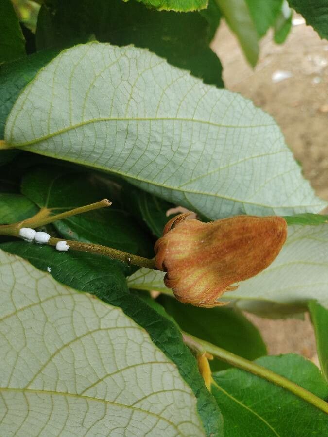 Luehea grandiflora flower