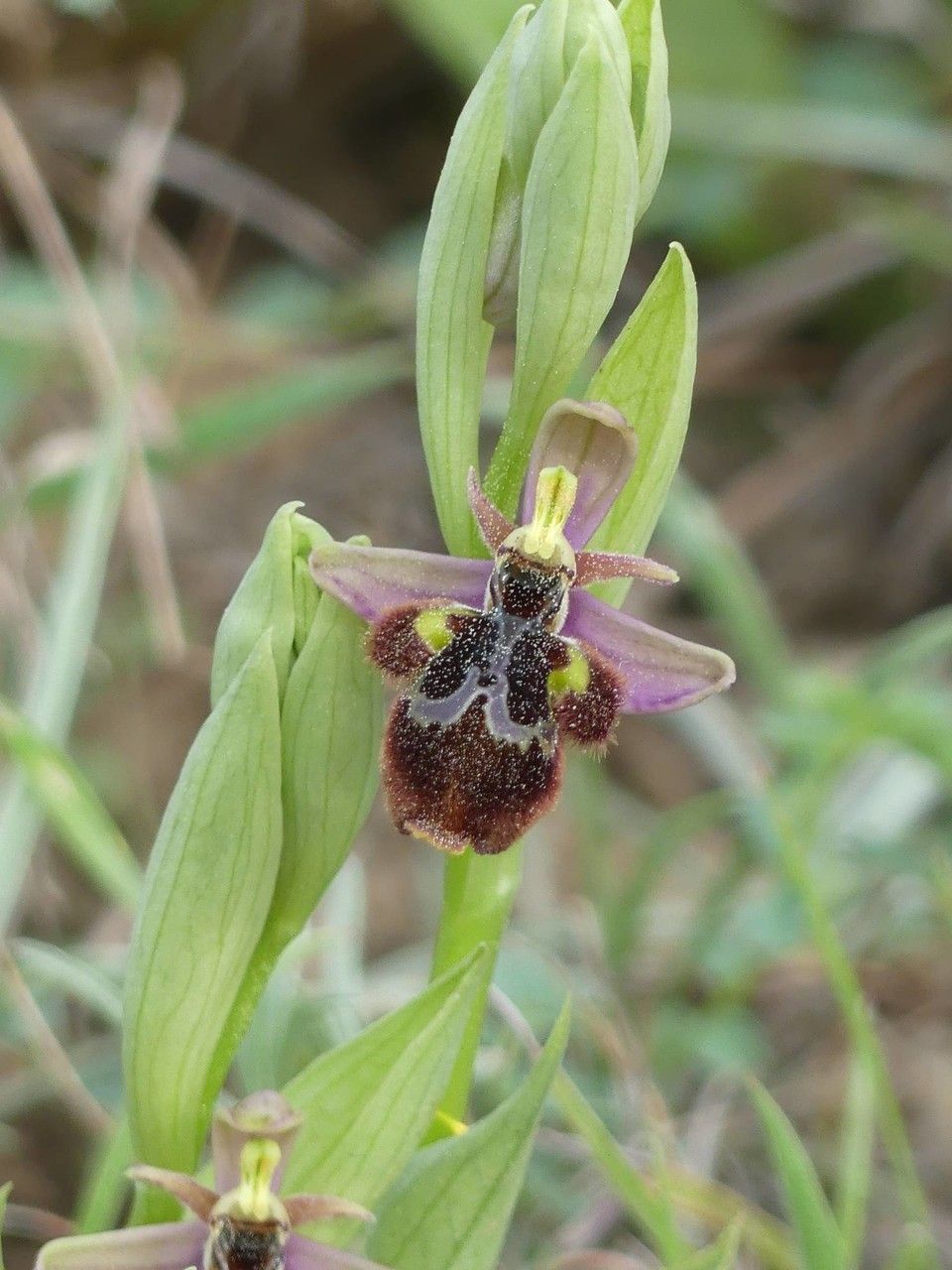 Ophrys x castroviejoi flower