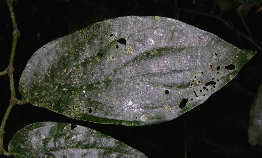 Piper umbricola — search result for 'Piper'