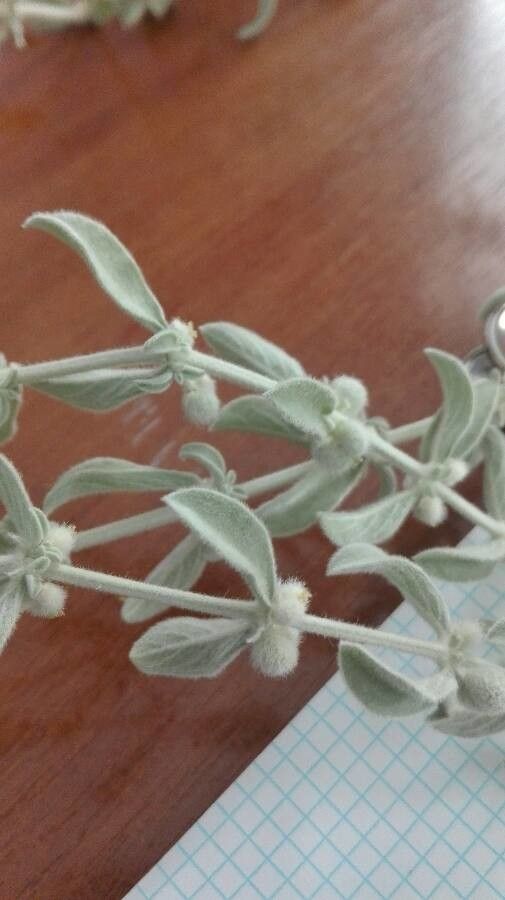 Mercurialis tomentosa fruit