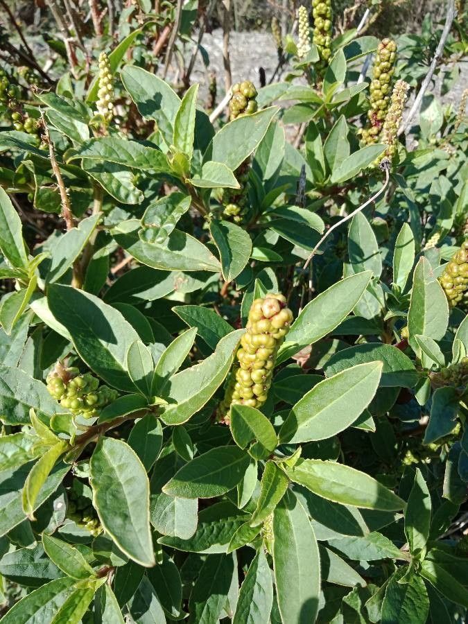 Phytolacca octandra fruit