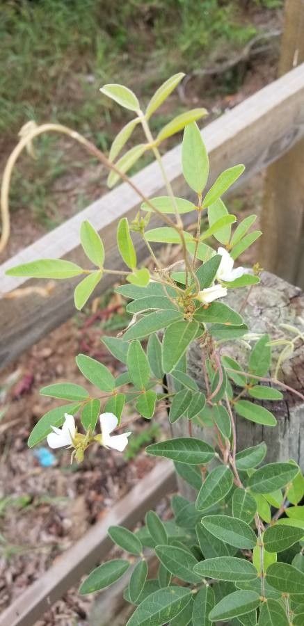 Galactia elliottii habit