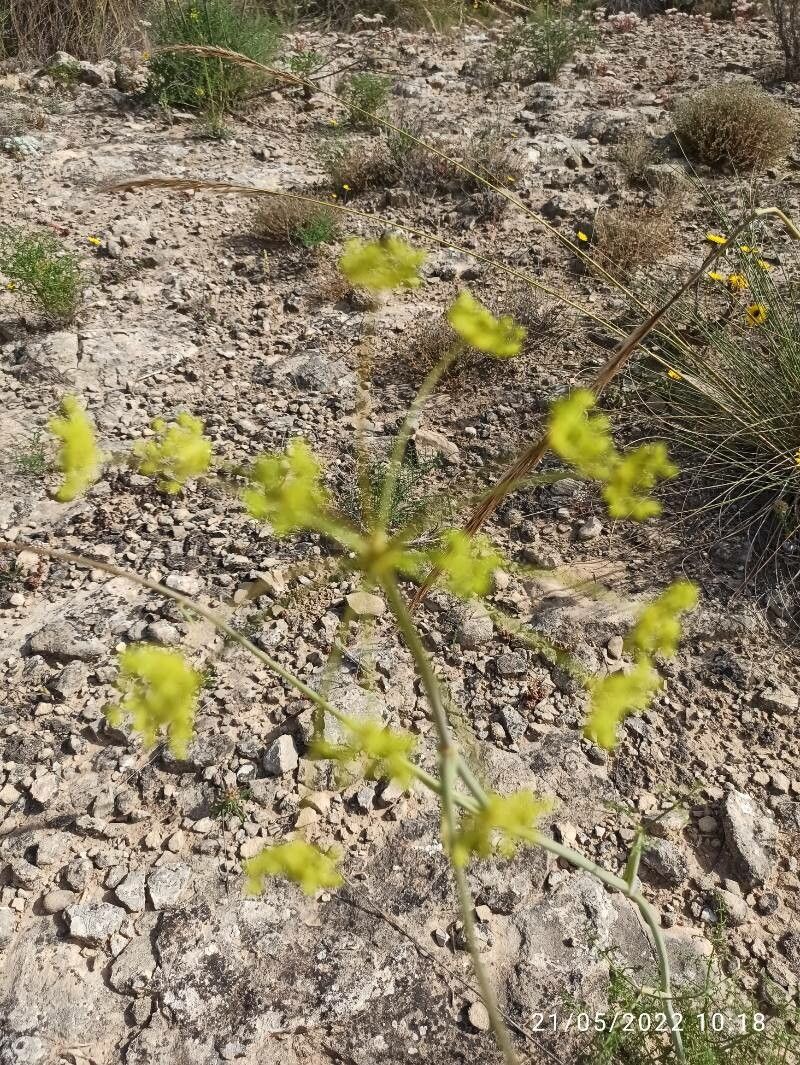 Thapsia asclepium flower
