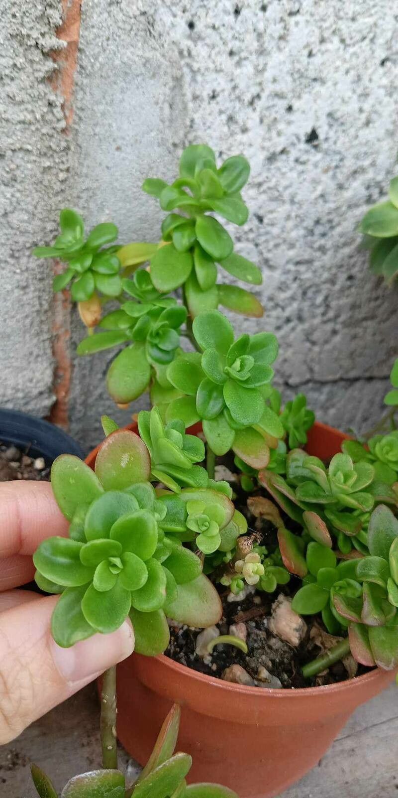Sedum kimnachii — houseplant care guide